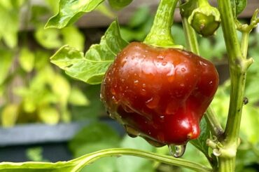 Almost there! Lesya, nardello, Marconi, Brazilian starfish/SRP cross