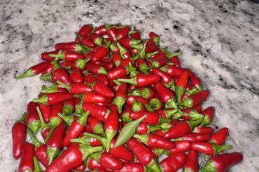 Todays yield: 160 bird eyes and 50 Tabasco
