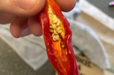 Will these seeds work