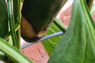 Help no heat jalapeno