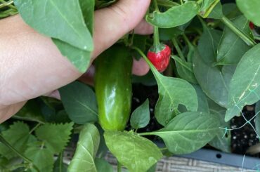 Growing green & red jalapenos