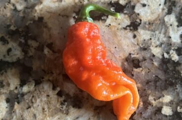 These definitely aren’t Scotch Bonnets. What are they?