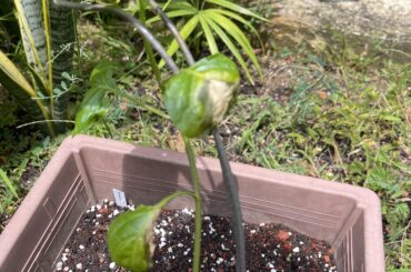 Whats the cause of this decay on my pepper plant's leaves?