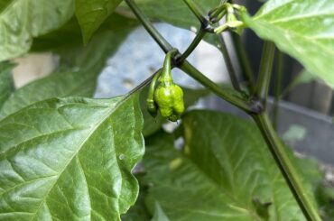 First pepper development