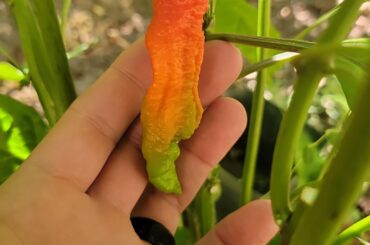 Help Identifying - Supposed to be 7-pot Douglah