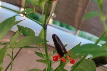 What pepper are these?