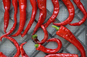 Portugal Peppers Pulled from a Portion of a Particular Proper Pepper Plant