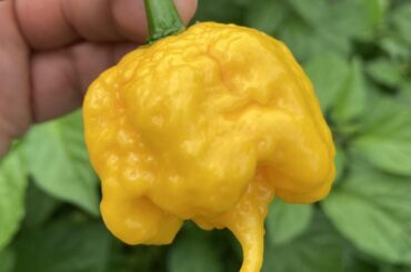 Cali Reaper, Why Not, and Reaper Bonnet