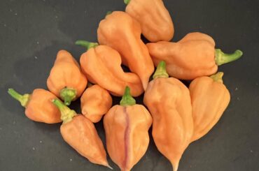 Bleeding Jigsaw Harvest