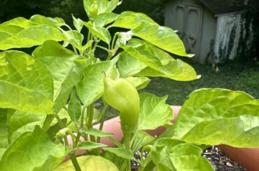 Anyone have any guesses what kind of pepper these are? Made the mistake of not labeling one of my harvested seed bags.