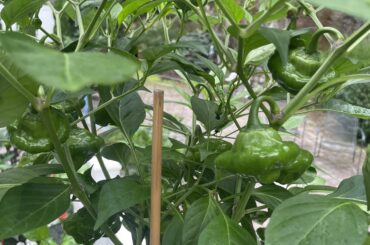 Scotch bonnet or Jamaican Mushroom Pepper