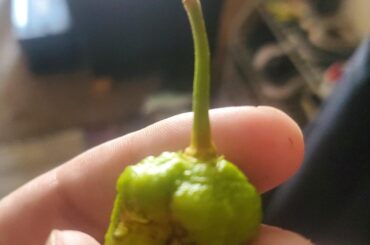 Why does my reaper pepper have brown spots?