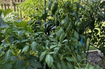 Pepper identification