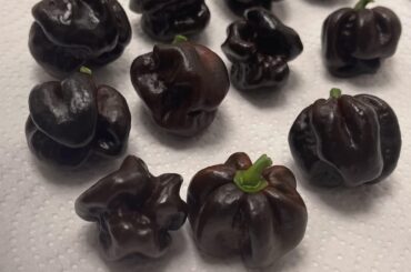 Habanero Chocolate