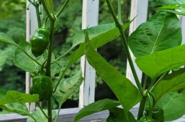 Mystery peppers -- Poblanos, Habaneros, or something else?