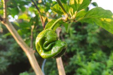 The Real Dog face pepper !