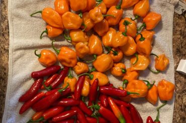 Growing well this year