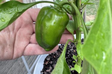 Is this hand grenade a habanero?