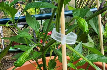 Peppers, patience and pests: A learning experience