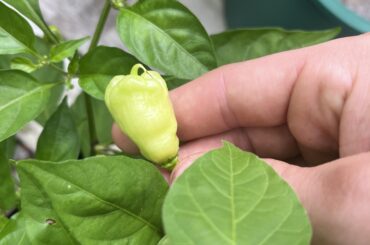 I think my Habanada Sweet pepper crossed with Carolina Reaper