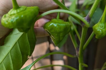 Jamaican Scotch Bonnets?
