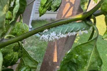 Can anyone tell me what the heck this is?