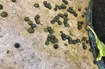 Help! What are these?