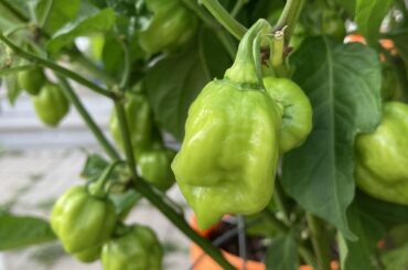 What are some of your favourite recipes for hot sauce?