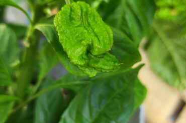 Chocolate reapers are starting to look knarly.