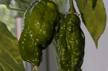 What shall I make with these?