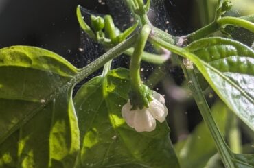 Spider mites on my jalapeno plant?