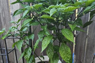 Carolina reaper plant not producing fruit ?