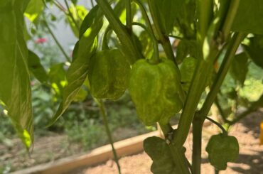 Can someone help me identify these plants?