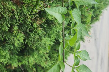 Are those peppers? I was thinking chiltepin