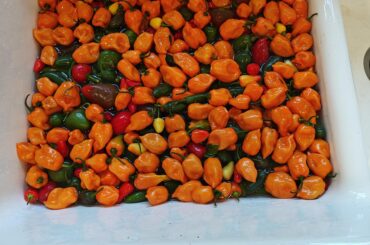 Habanero Mango Hot Sauce