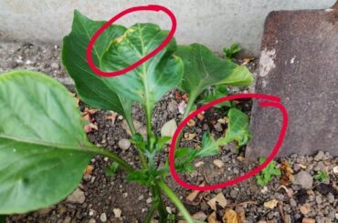 What’s going on with my Pepper leaves?