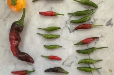 Some harvests this season.