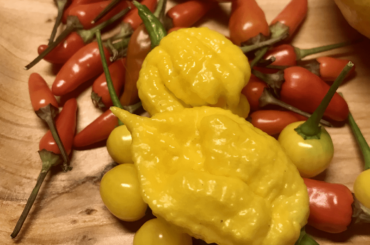 Turned a bunch of my Borg 9 Yellows, Quintishos, and Black Thais into a shake seasoning with some other ingredients. Dusted some wings with it - turned out great