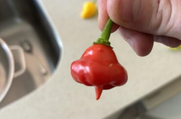 Got Joe’d. Any ideas on what this lil feller is?