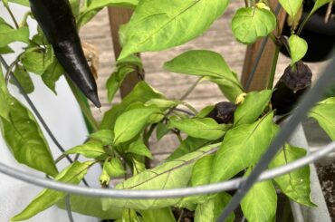 Purple marconi and nadapeno