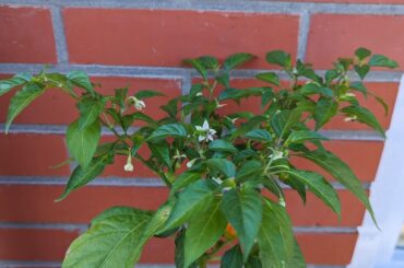 I got those peppers from family however they cant tell me what they are. If anyone knows the species that be appreciated.
