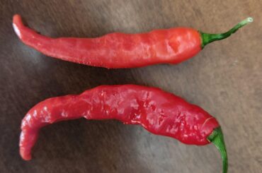 "Mystery Peppers" from the local farmers market, seller didn't know ow what they were so I bought em anyway