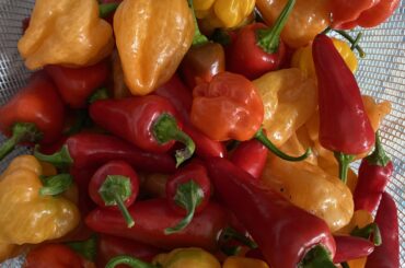 This morning’s pickings