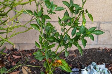 Cayennes Done or let them go longer?