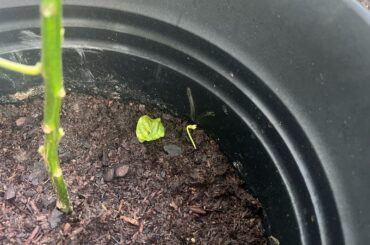 Scorpion Pepper blooms then whole stem/bud/flower fall off