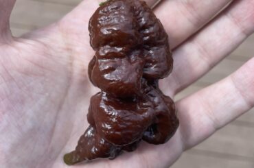 One very evil looking chocolate primotalli