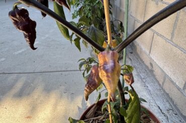 Thought I had 2 pink tiger x peach bhut pepper plants but one seems different. Any idea if these are different peppers?