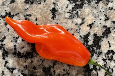 Pepper id