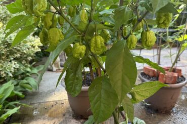 My Babies are starting !