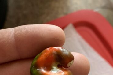 Weird cayenne pepper in my garden